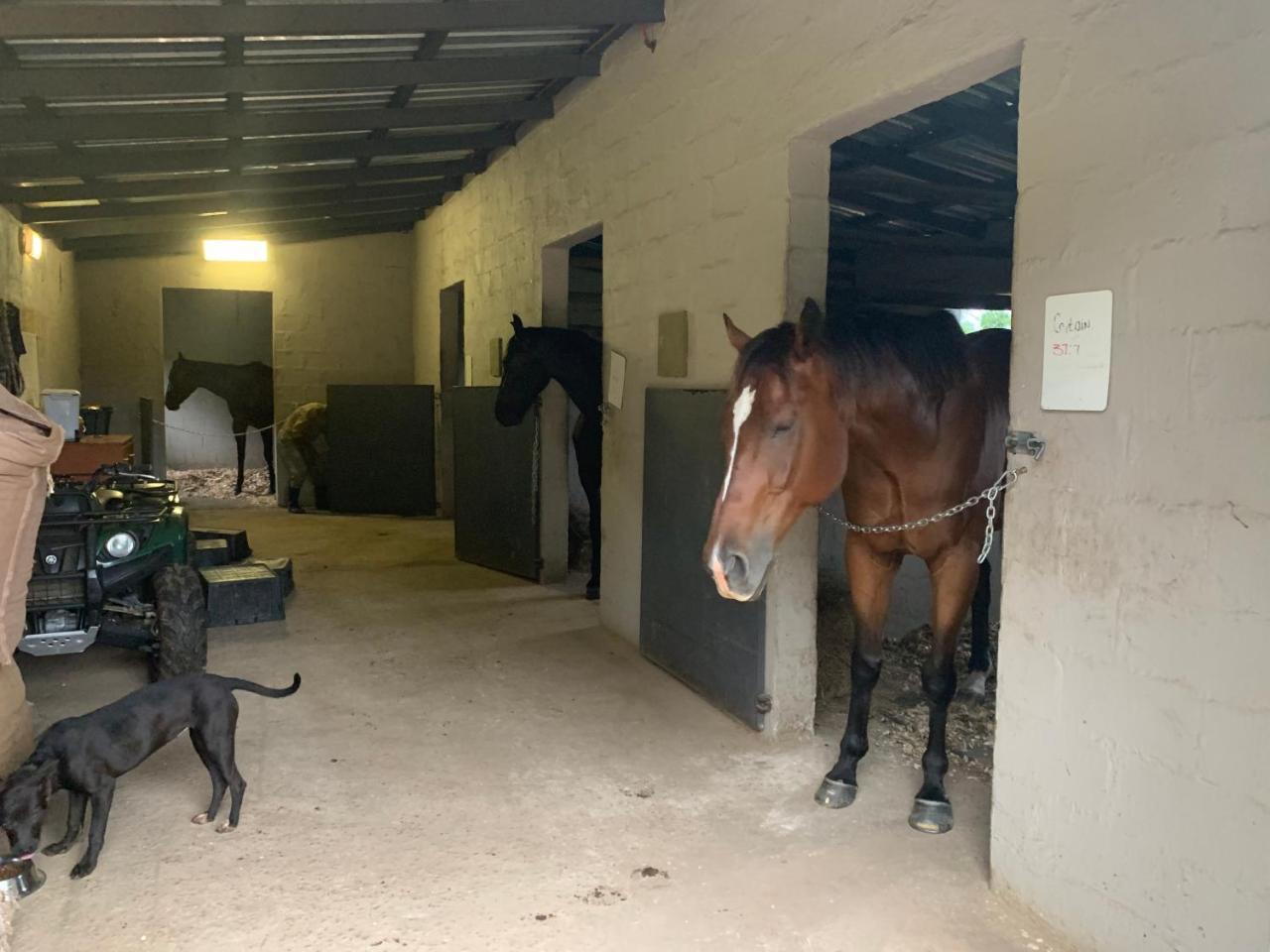 Drummond Cavalo Guesthouse & Equestrian Estate מראה חיצוני תמונה